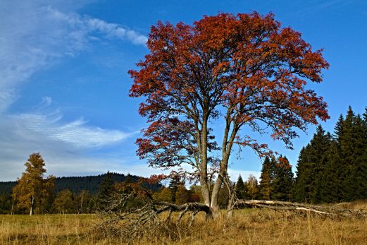 Tato letitá krasavice roste nad obcí Kvilda Tato letitá krasavice roste nad obcí Kvilda