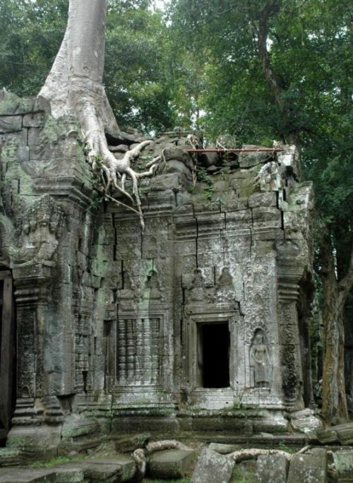 Zarůstání ruin Ankgor Watu stromovím